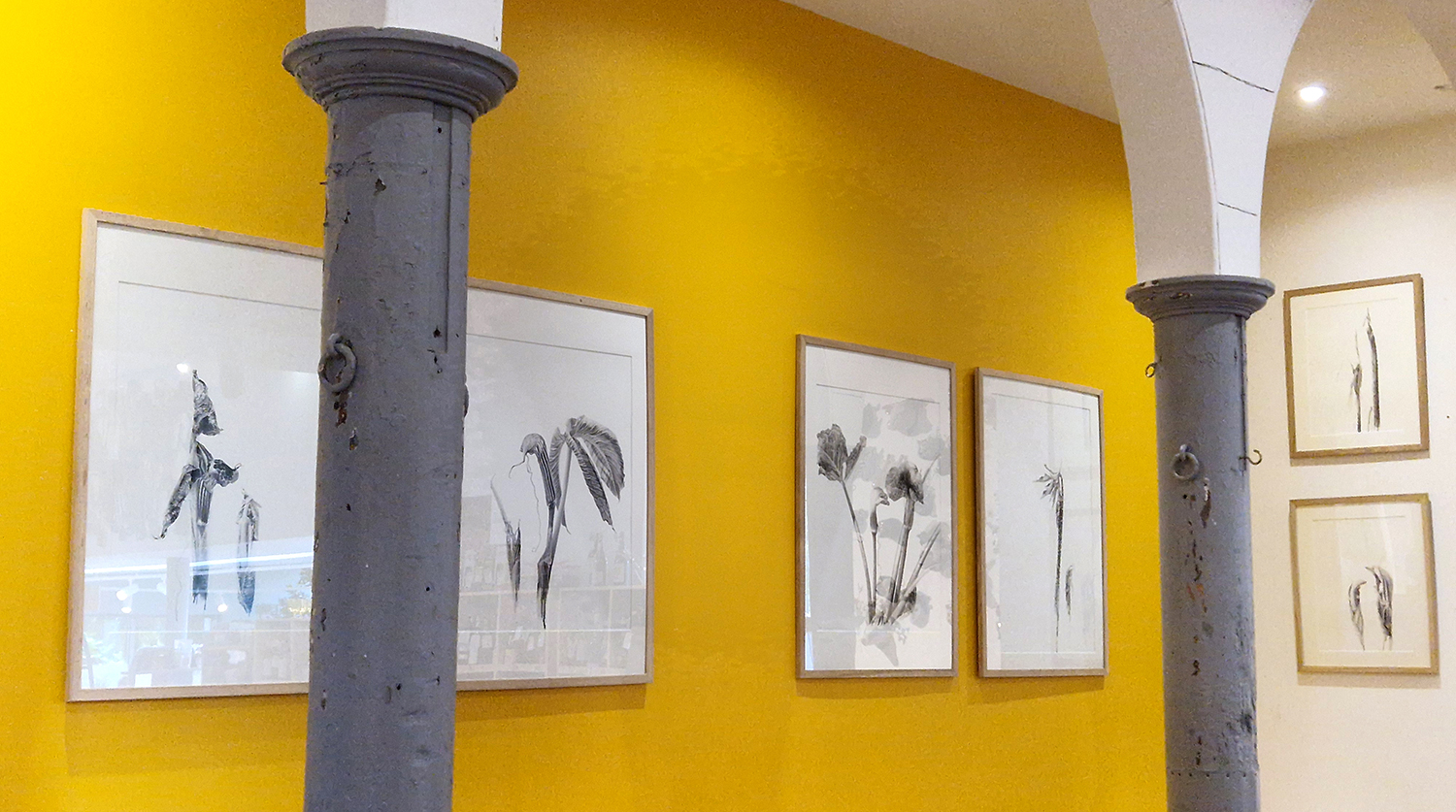 Artist Residency at Restoration Yard, Dalkeith Country Park, botanical art prints hanging on the yellow wall behind the tills in the Foodhall