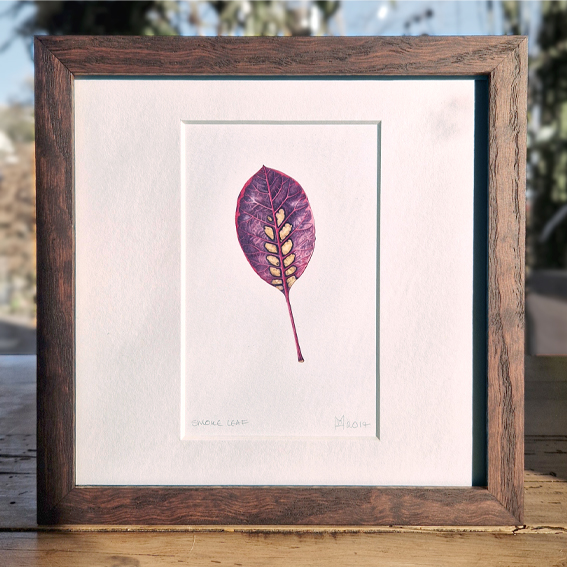 Smoke leaf, botanical watercolour painting by Marianne Hazlewood