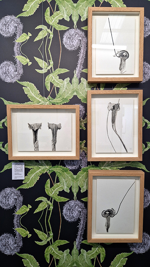 Four ink drawings hanging on fern wallpaper